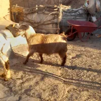 بز ماده|حیوانات مزرعه|ثمرین, |دیوار