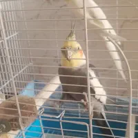 عروس هلندی|پرنده|تهران, شهرآرا|دیوار