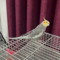 عروس هلندی نرِ بازیگوش