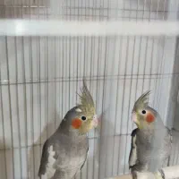 عروس هلندی|پرنده|چغادک, |دیوار