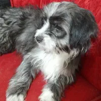 توله سگ شیتزو تریر ماده|سگ|کرمان, |دیوار