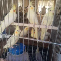 جوجه عروس هلندی