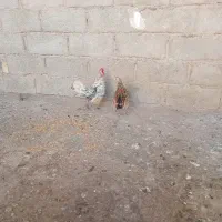 مرغ سیبرایت مینیانطوری