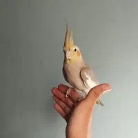 عروس ‌هلندی‌