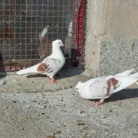 گرده دار|پرنده|بروجرد, |دیوار