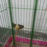 دو عدد قناری سالم نر بخون ماده آمده|پرنده|شاهدشهر, |دیوار