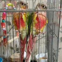 گرینچیک