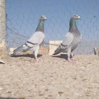 ۲۰تا حیون درست فروشی موقیت تایباد سار سبز