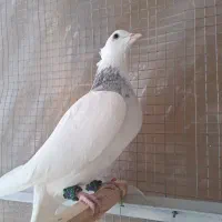 کفتر رنگی|پرنده|مشهد, چهنو|دیوار