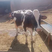 گاو برای قصابی|حیوانات مزرعه|حلب, |دیوار