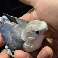 جوجه طوطی برزیلی رنگ خاص و جفت یووینگ و اپلاین|پرنده|تهران, نصرت|دیوار