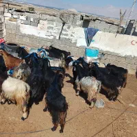 25راس بز درجه یک آبستن