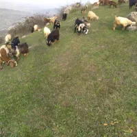 بزهای جوان نژاد عالی