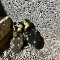 جوجه اردک اسرائیلی و روئن