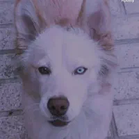 گمشده اصفهان