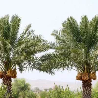 فروش نخل ۵ متری مثمر|گل و گیاه طبیعی|رامشیر, |دیوار