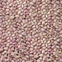 لوبیا چیتی‌‌‌‌‌‌. تازه امسال.|عمده‌فروشی|قیدار, |دیوار