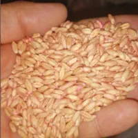 گندم بوجاری شده