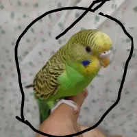 مرغ عشق