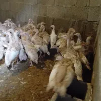جوجه بو قلمون بوربون|حیوانات مزرعه|صومعه‌سرا, |دیوار