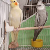 یک جفت عروس هلندی به همراه جوجه