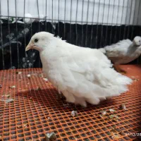 بلدرچین مینیاتوری زینتی کمیاب