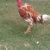 خروس|حیوانات مزرعه|میناب, |دیوار