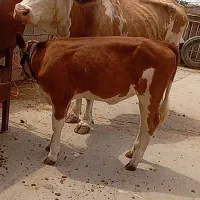 گاو گوساله دار ماده شیر ۱۲کیلو