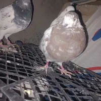 کبوتر فروشی