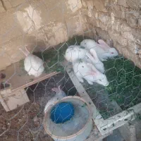خرگوش 4ماهه باتخفیف