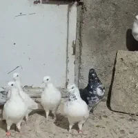 کبوتر