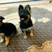 واگذاری .توله ژرمن ماده اصل وشجره دار|سگ|سلماس, |دیوار