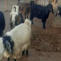 ۷ رس بز|حیوانات مزرعه|هرسین, |دیوار