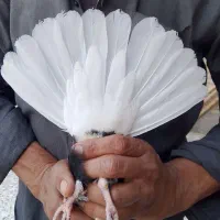 کبوتر اشعل