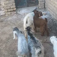 بزغاله|حیوانات مزرعه|قم, بلوار امین و ساحلی|دیوار