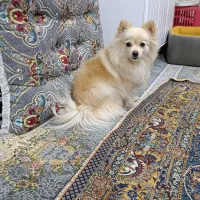 ماده|سگ|جیرفت, |دیوار