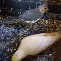 عروس هلندی نژاد لوتینووسیامون دونخور