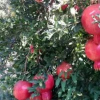 کارگر زرنگ و کاری برای انار چینی