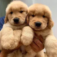 توله‌های گلدن رتریور|سگ|تهران, درکه|دیوار