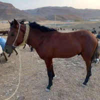 اسب اصیل 18ماهه