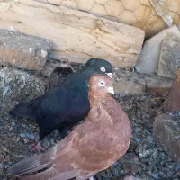 تعدادی سرخ و قیل|پرنده|شهرضا, |دیوار