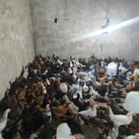 نیمچه مرغ|حیوانات مزرعه|گتوند, |دیوار