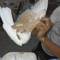 ۴تاکفترجوجه چپ کلاغ چپ ساده|پرنده|مشهد, شهید قربانی|دیوار