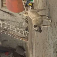 سگ اصیل سرابی|سگ|ارومیه, |دیوار