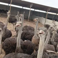 شتر مرغ گوشتی و پیش مولد