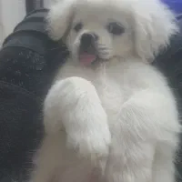 سگ مینیاتورسایز1