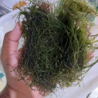 گیاه خزه اکواریوم و حلزون کیلر