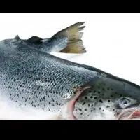 ماهی قزل الا