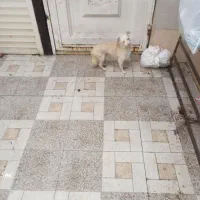 سگ پیدا شده در لاهیحان