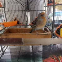 سهره|پرنده|شیراز, وصال|دیوار